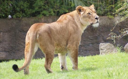 Lioness_at_Auckland_Zoo