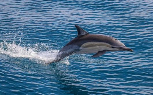 dolphin-breach