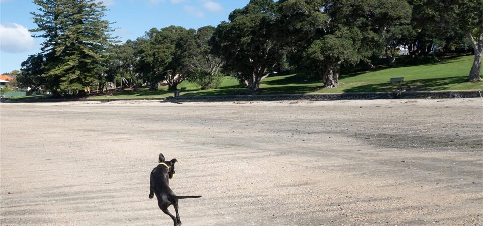 takapuna-beach-dog-friendly