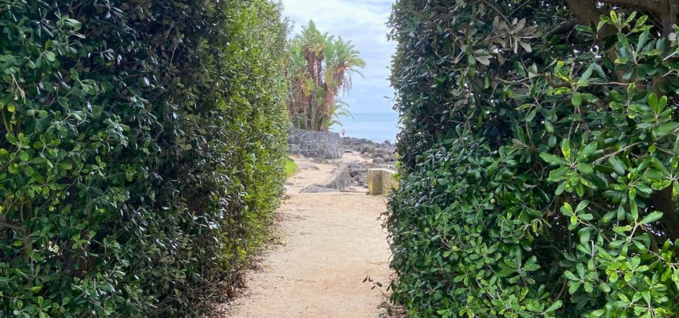 takapuna-beach-lava-trail